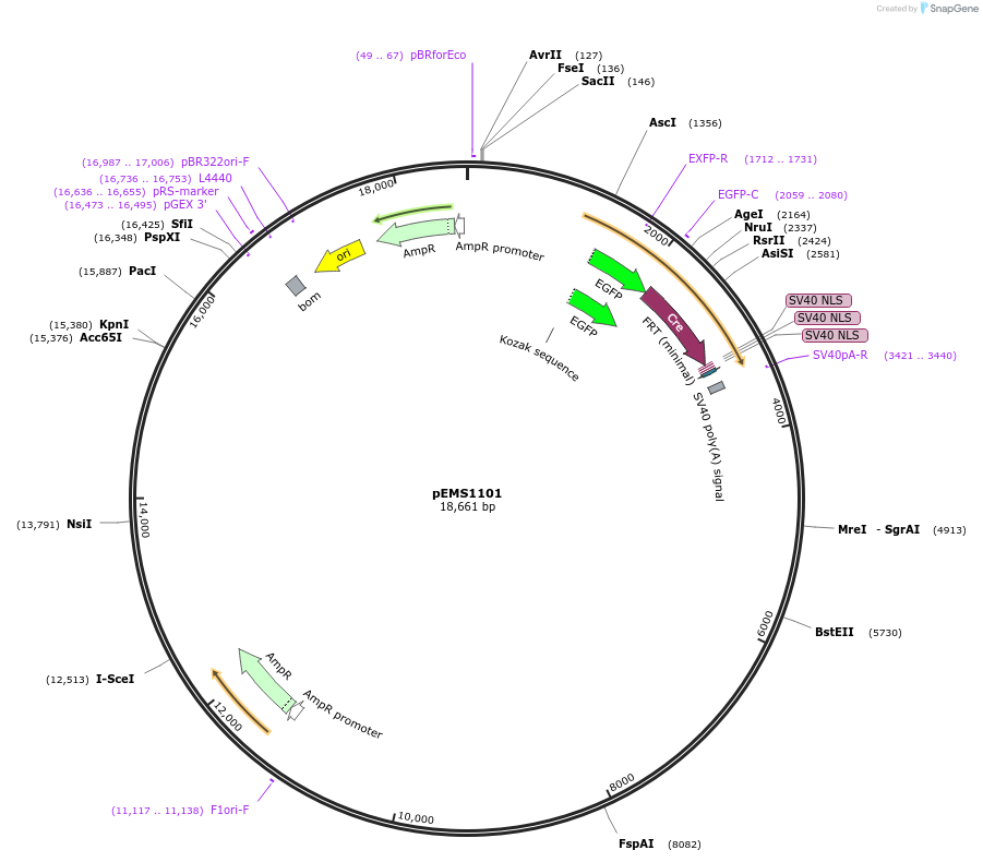29032-plasmid-map-sequence-id-13447