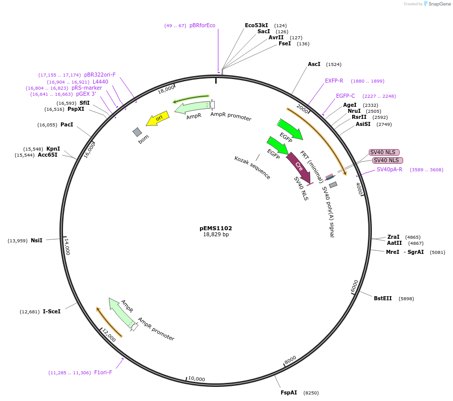 29033-plasmid-map-sequence-id-13448