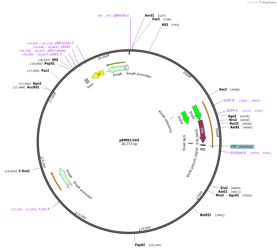 29034-plasmid-map-sequence-id-13449