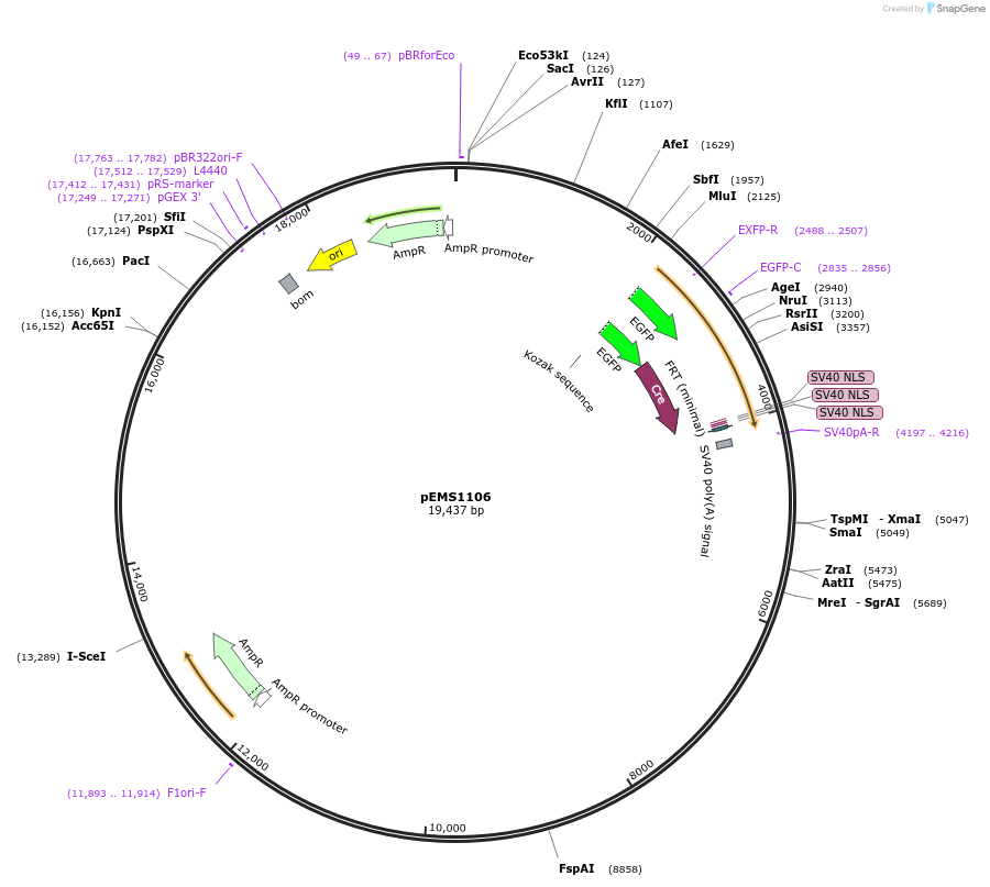 29035-plasmid-map-sequence-id-13450