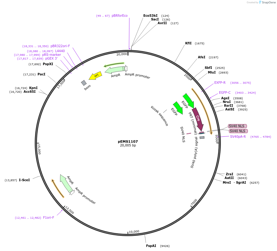 29036-plasmid-map-sequence-id-13451