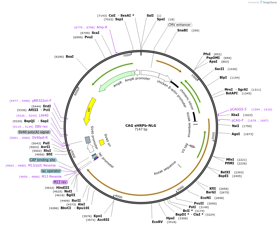 73144-plasmid-map-sequence-id-134514