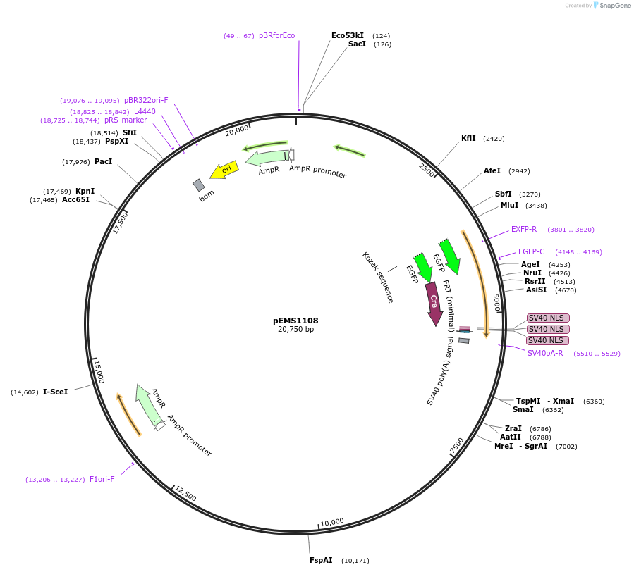 29037-plasmid-map-sequence-id-13452