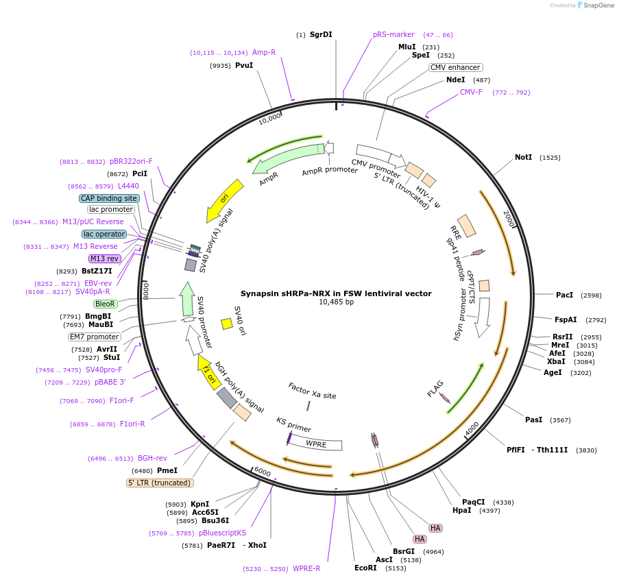 73147-plasmid-map-sequence-id-134524