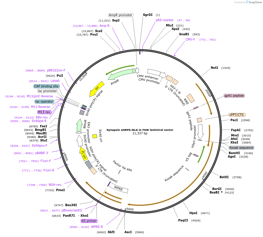 73148-plasmid-map-sequence-id-134528