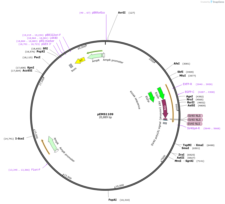 29038-plasmid-map-sequence-id-13453