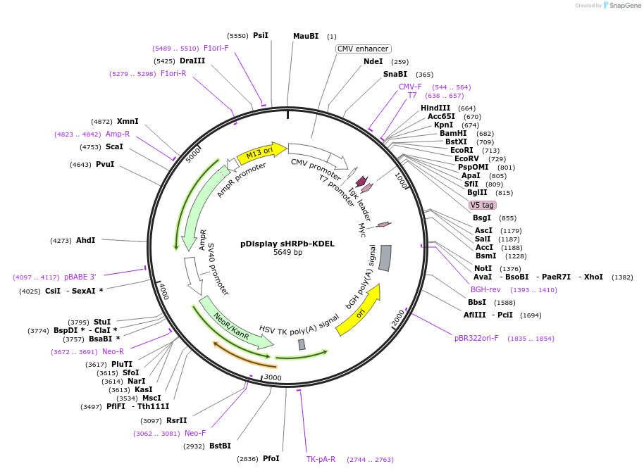 73150-plasmid-map-sequence-id-134536