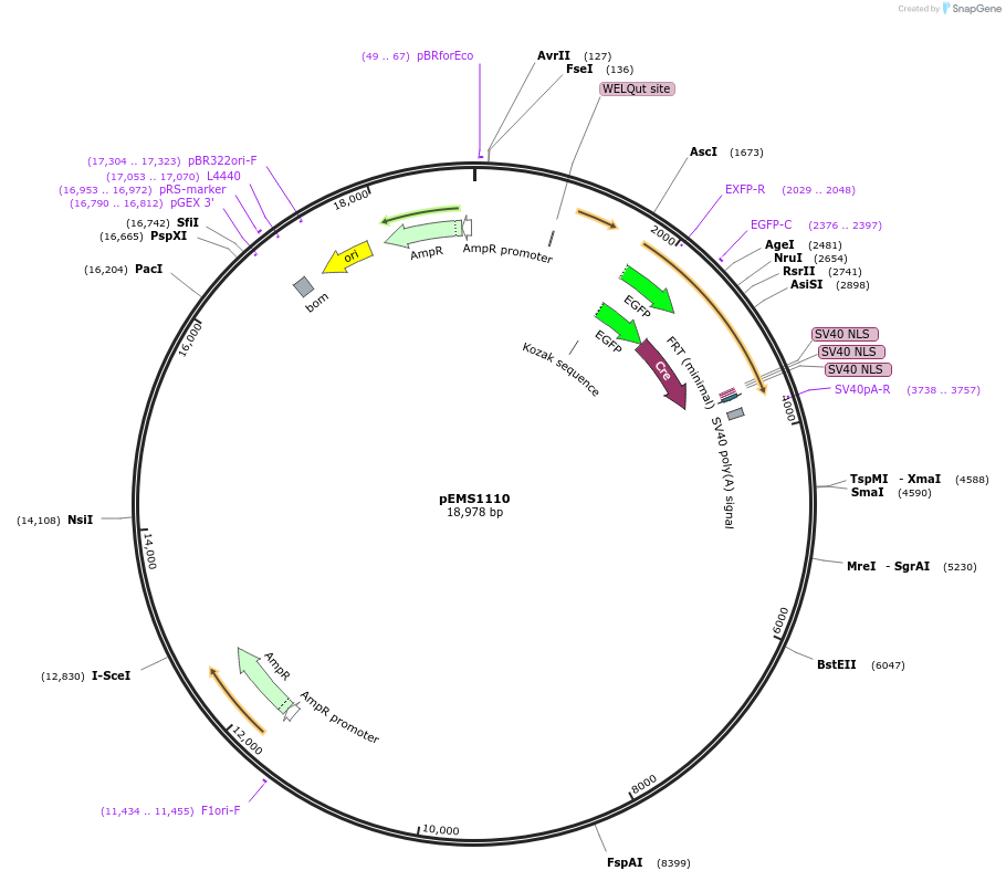 29039-plasmid-map-sequence-id-13454
