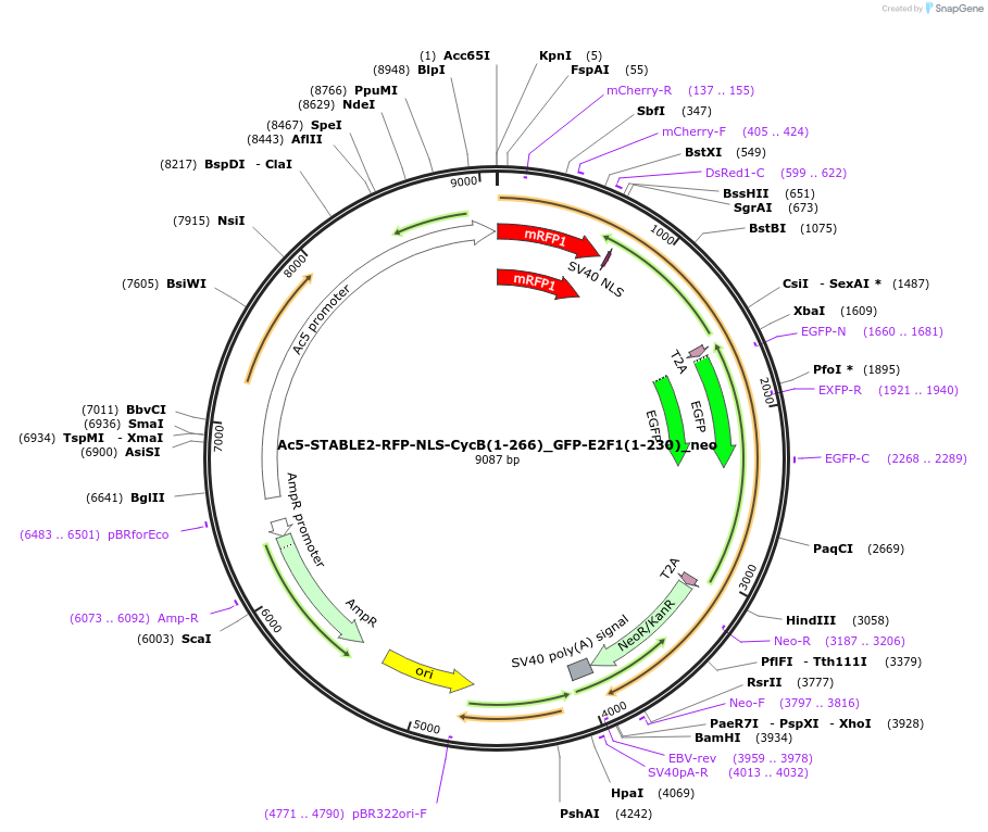73164-plasmid-map-sequence-id-134544