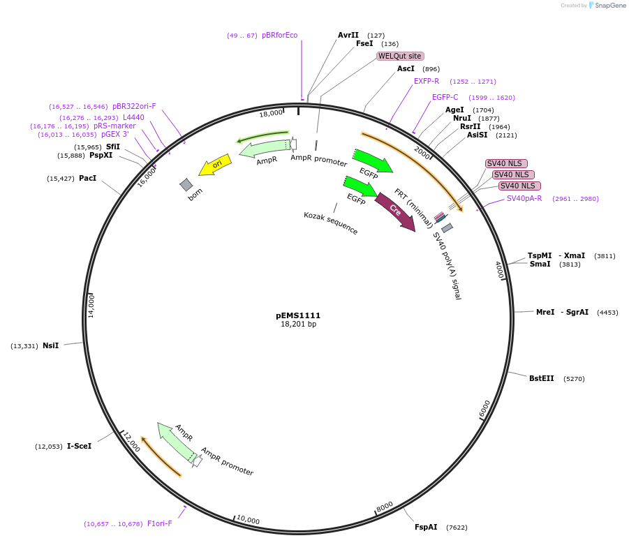 29040-plasmid-map-sequence-id-13455