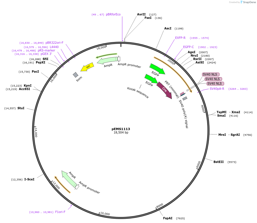 29042-plasmid-map-sequence-id-13457