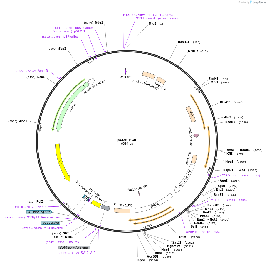72268-plasmid-map-sequence-id-134573