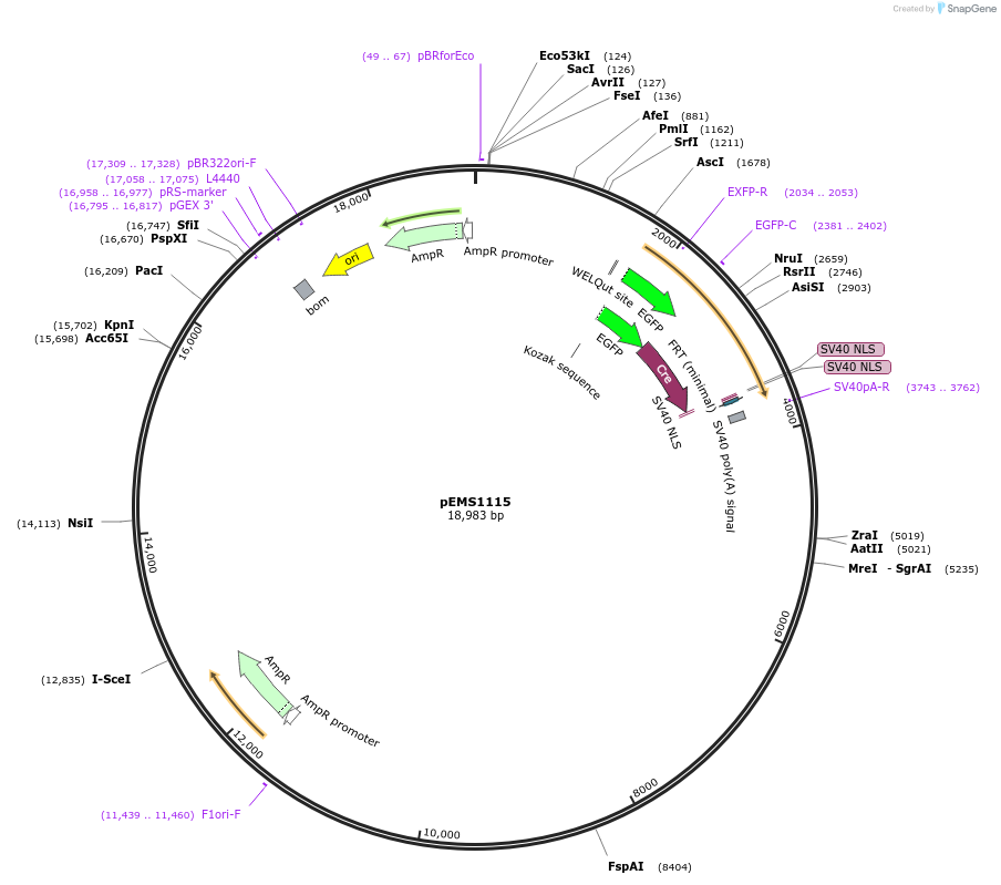 29044-plasmid-map-sequence-id-13459