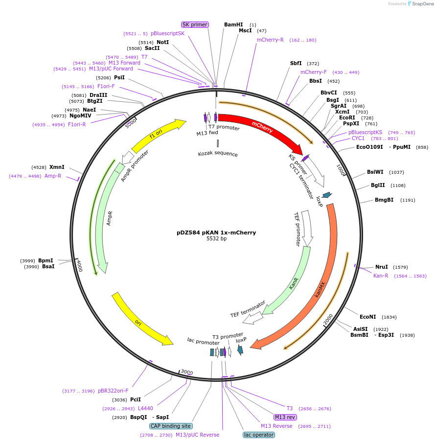 73172-plasmid-map-sequence-id-134594