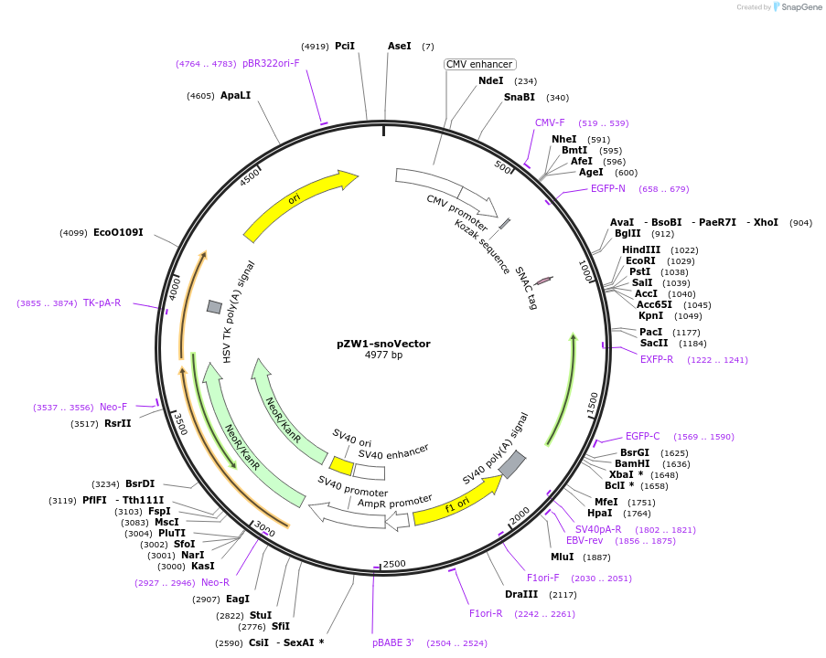 73174-plasmid-map-sequence-id-134596