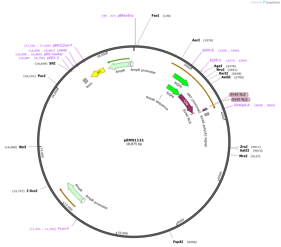 29045-plasmid-map-sequence-id-13460