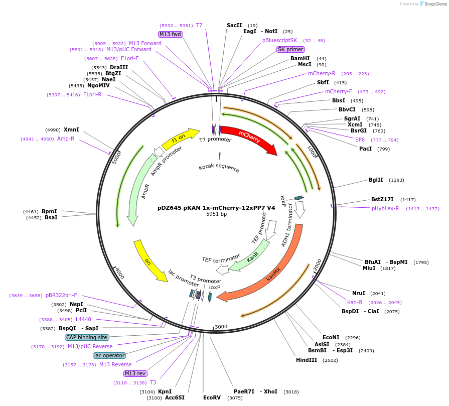 73173-plasmid-map-sequence-id-134603