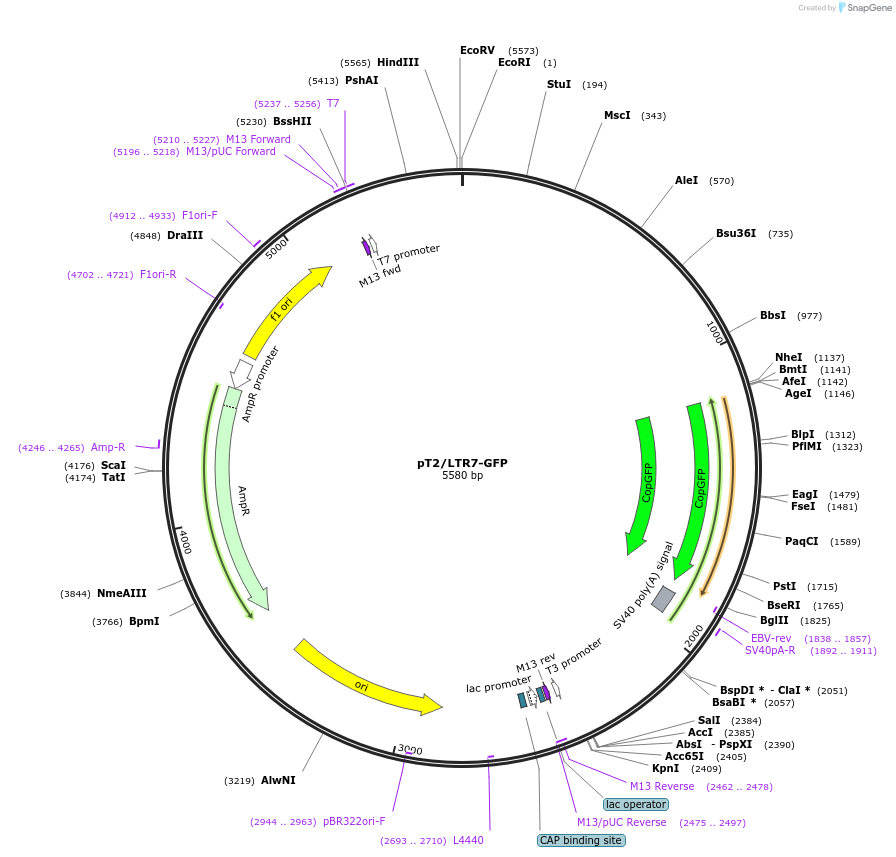62541-plasmid-map-sequence-id-134610