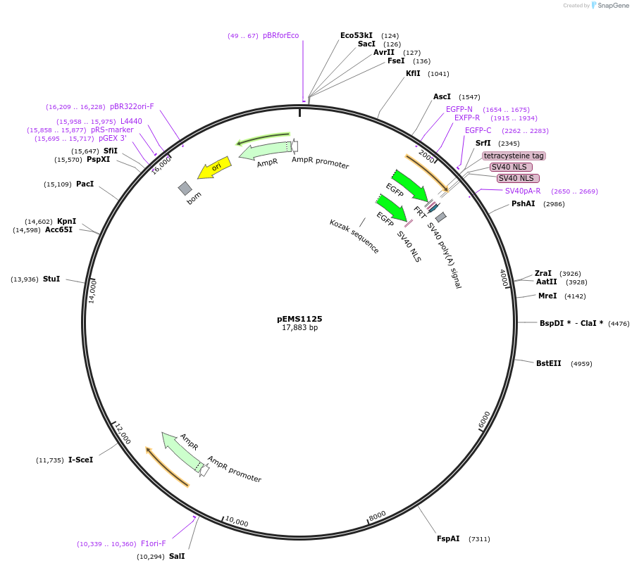 29047-plasmid-map-sequence-id-13462