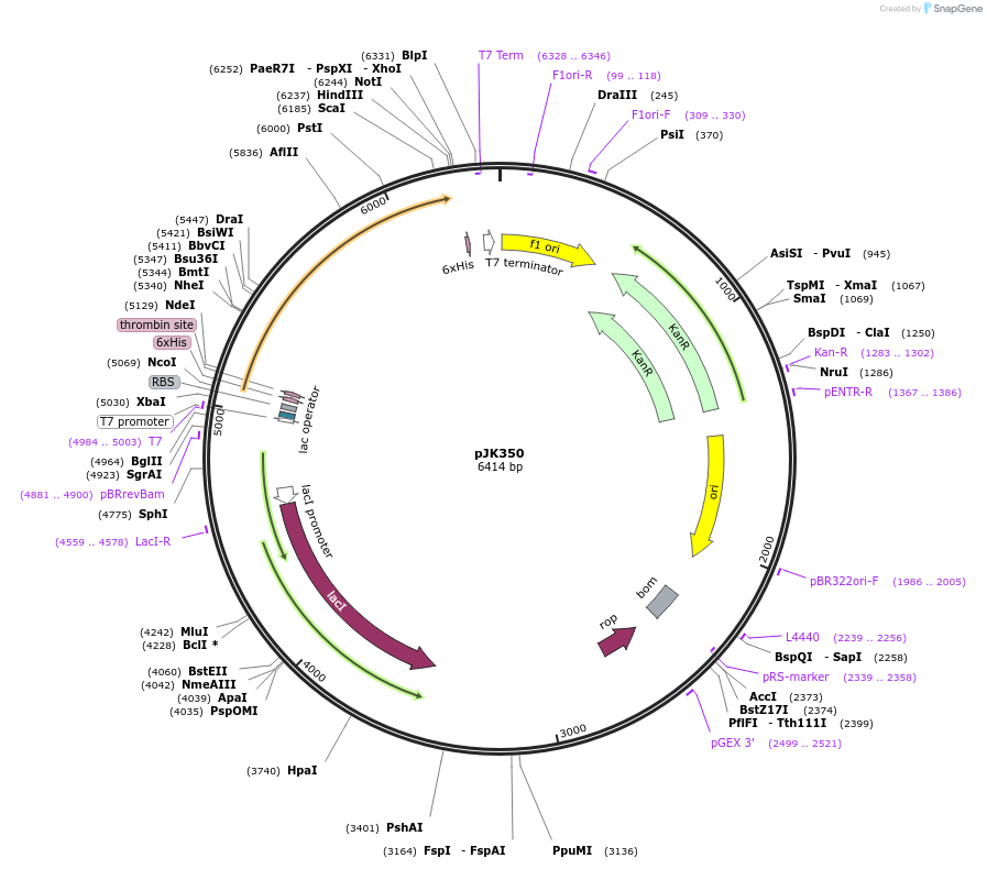 71560-plasmid-map-sequence-id-134627