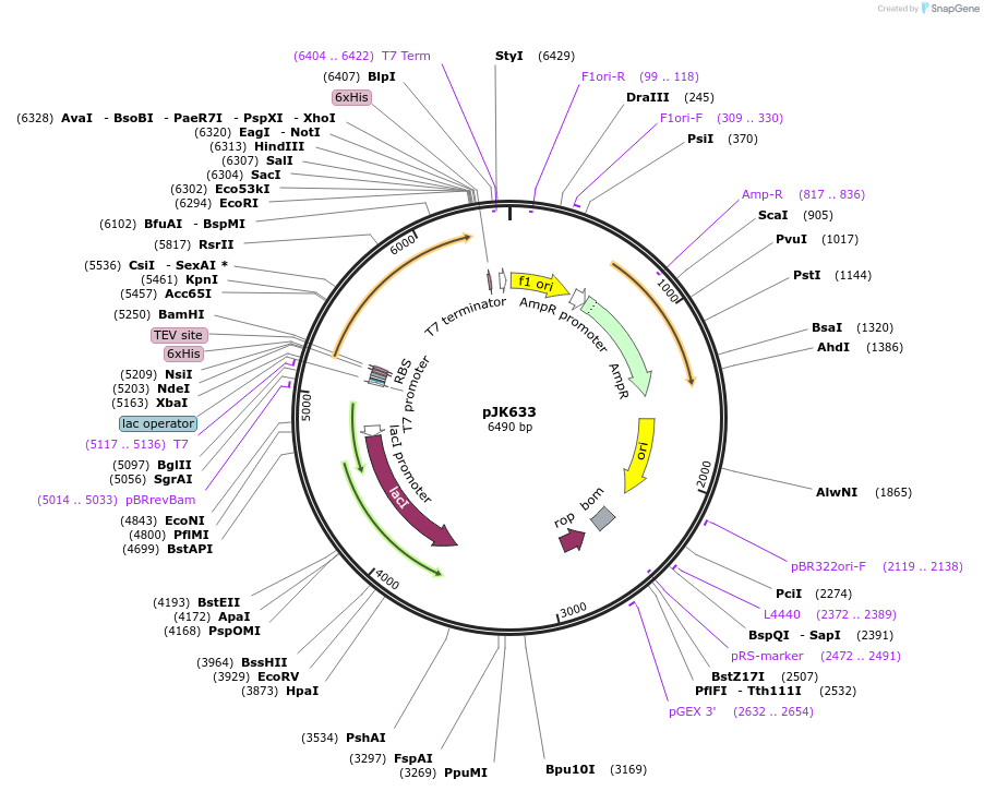 72397-plasmid-map-sequence-id-134629