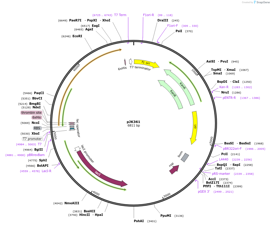 72403-plasmid-map-sequence-id-134630