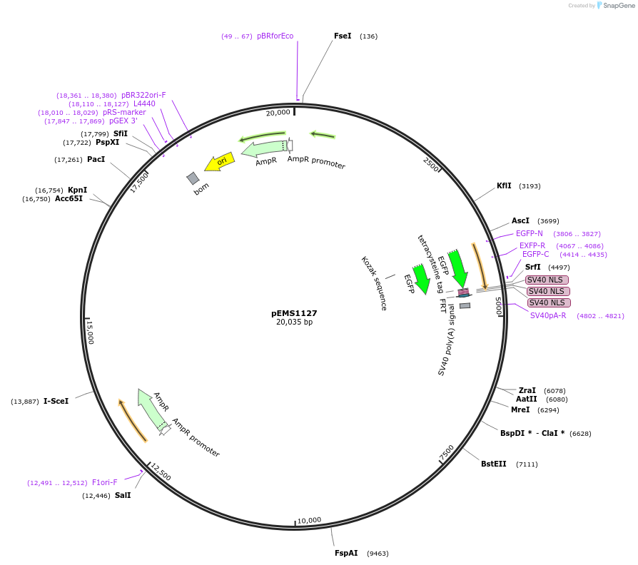 29049-plasmid-map-sequence-id-13464