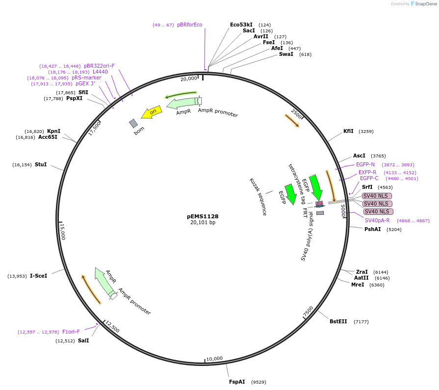 29050-plasmid-map-sequence-id-13465