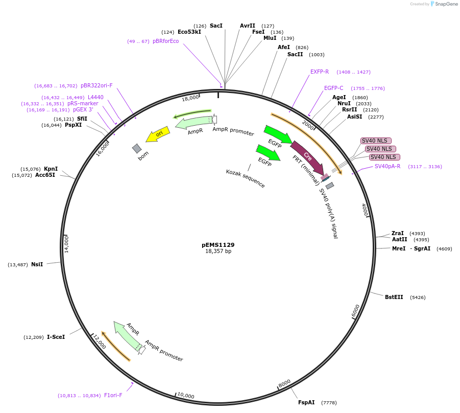 29051-plasmid-map-sequence-id-13466