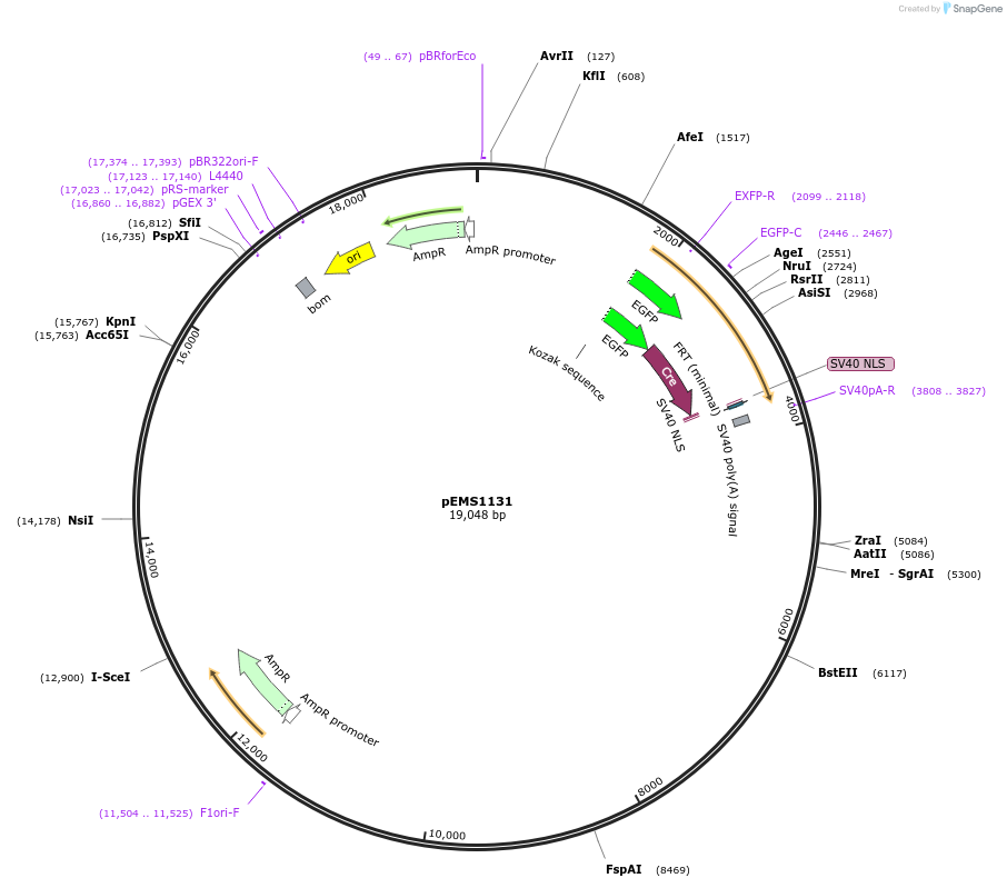 29052-plasmid-map-sequence-id-13467