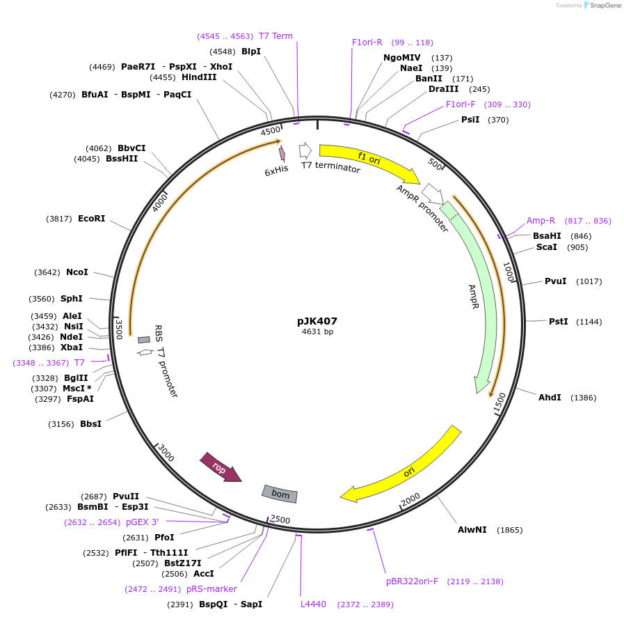 72421-plasmid-map-sequence-id-134675