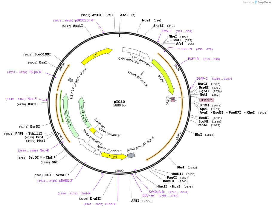 63064-plasmid-map-sequence-id-134678