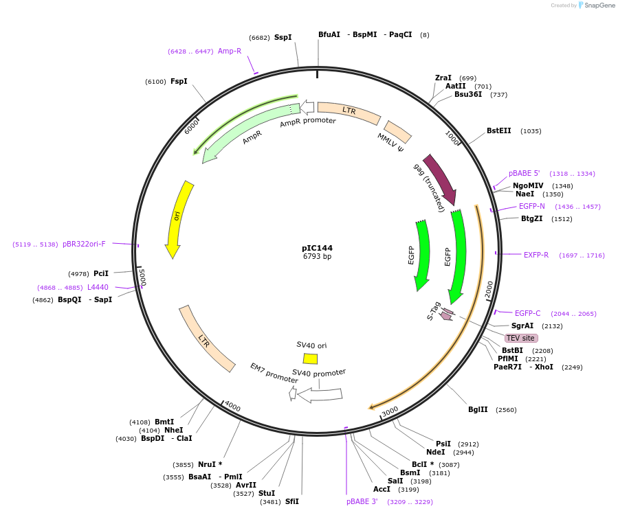 63067-plasmid-map-sequence-id-134679