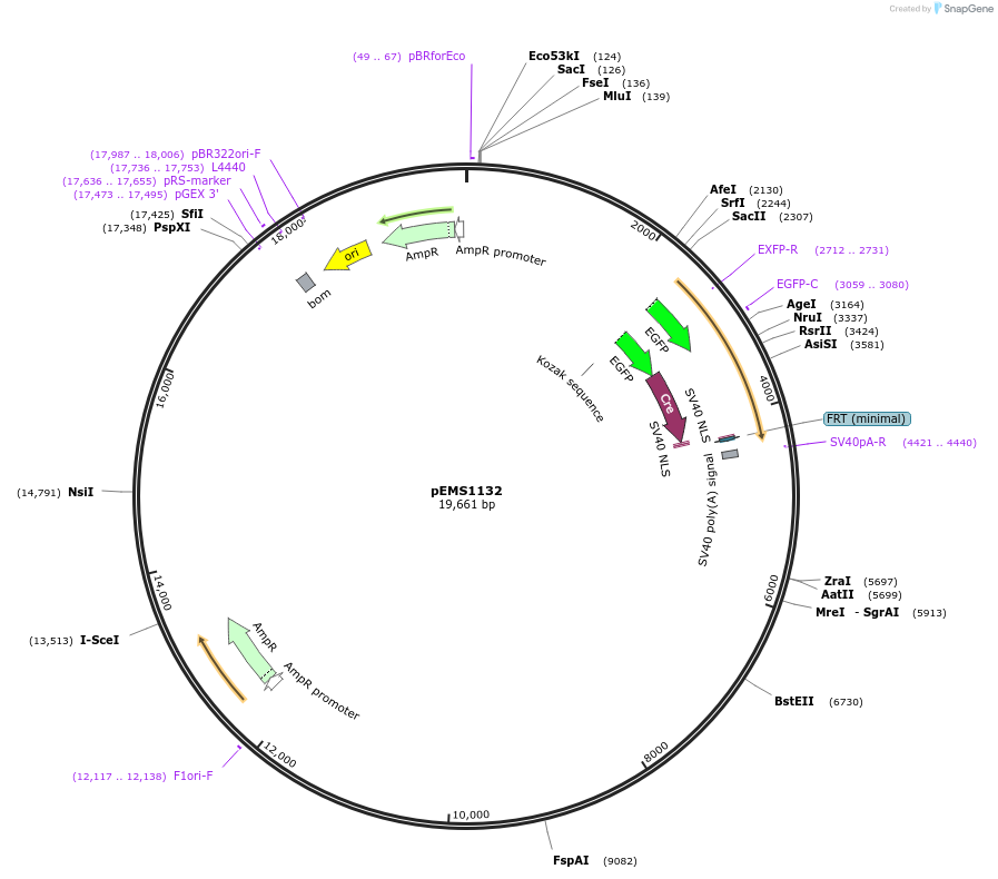 29053-plasmid-map-sequence-id-13468