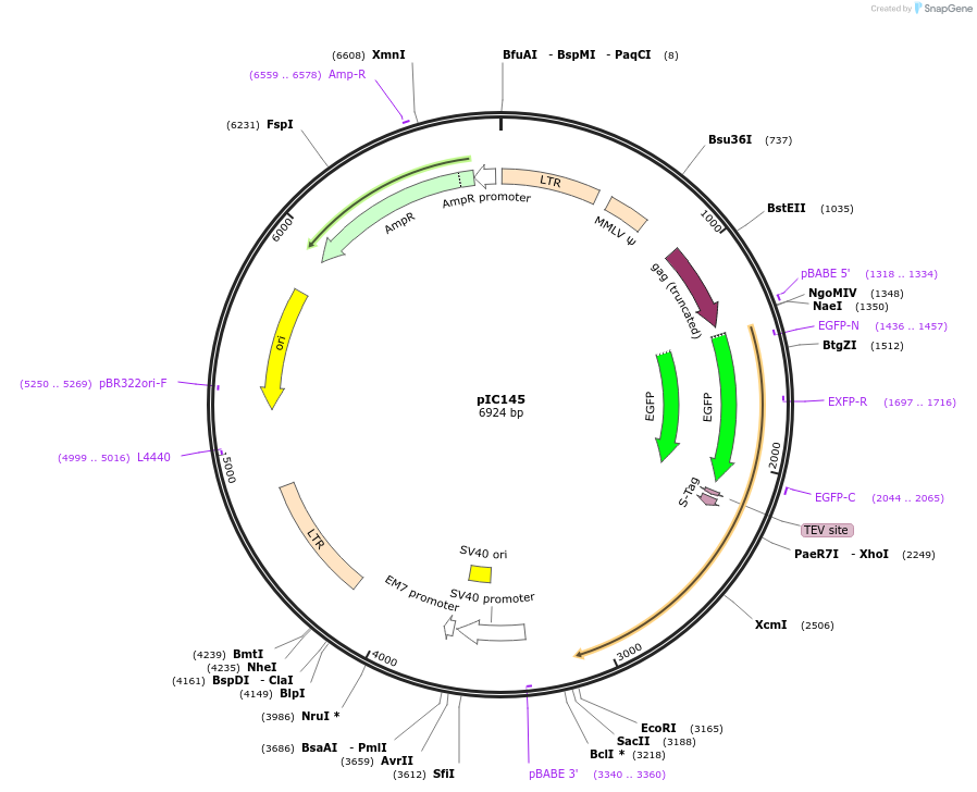 63068-plasmid-map-sequence-id-134682