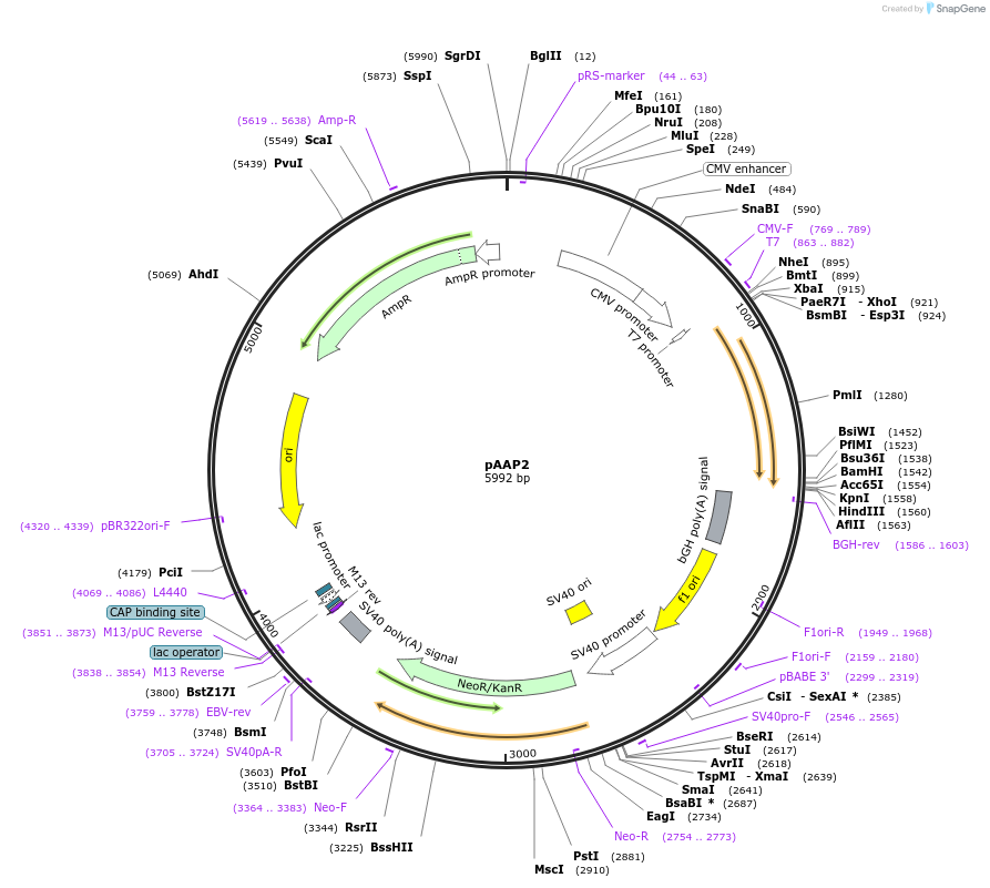 73211-plasmid-map-sequence-id-134683