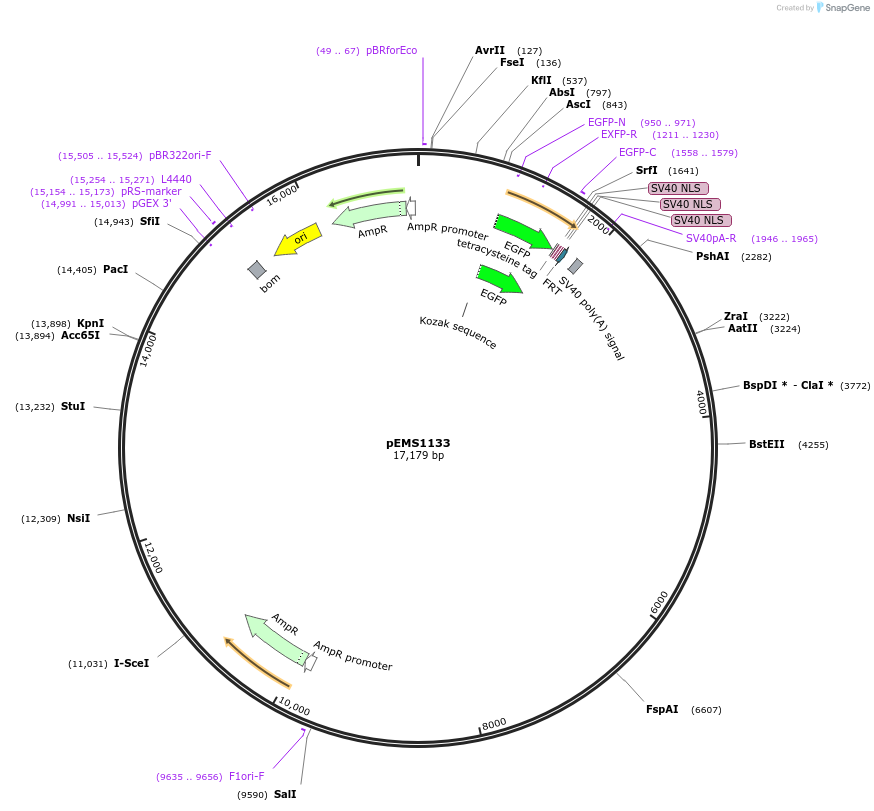 29054-plasmid-map-sequence-id-13469