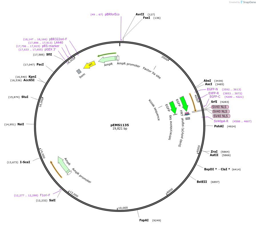 29055-plasmid-map-sequence-id-13470
