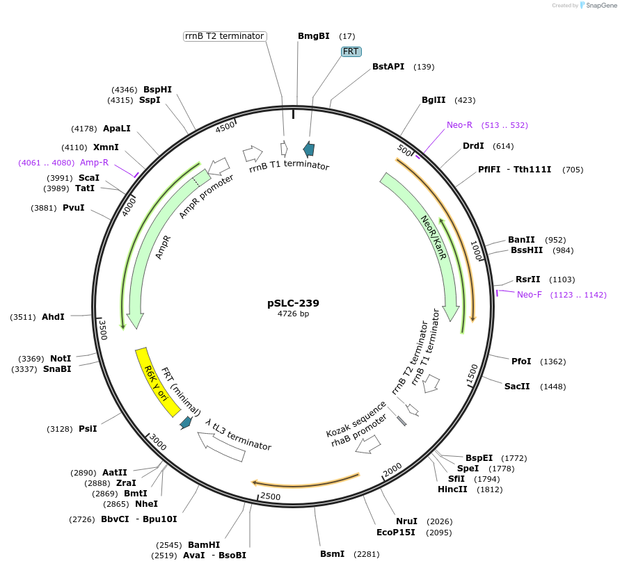 73193-plasmid-map-sequence-id-134708
