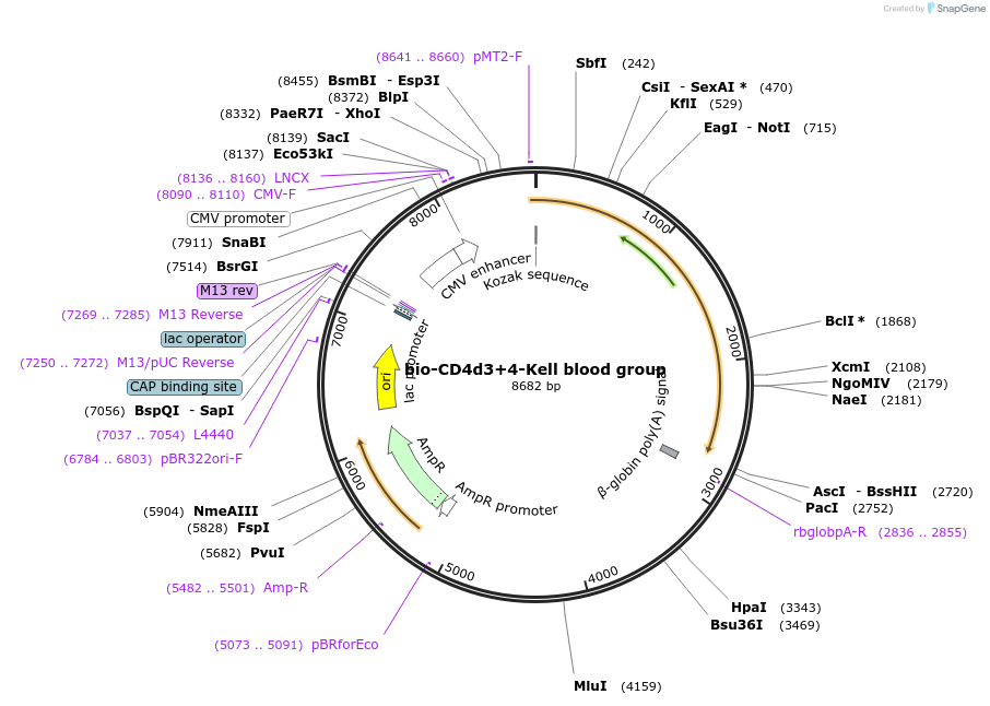 73089-plasmid-map-sequence-id-134717