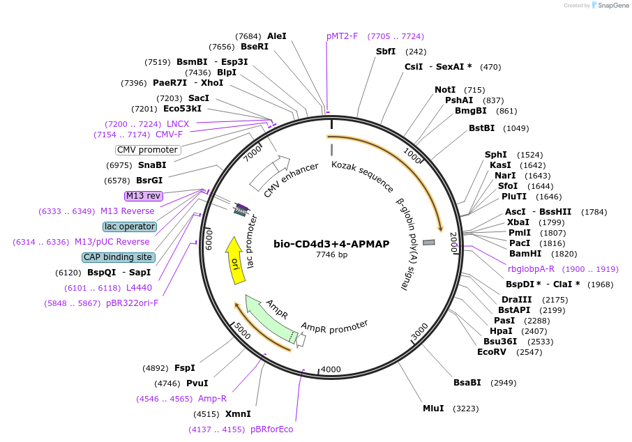 73091-plasmid-map-sequence-id-134720