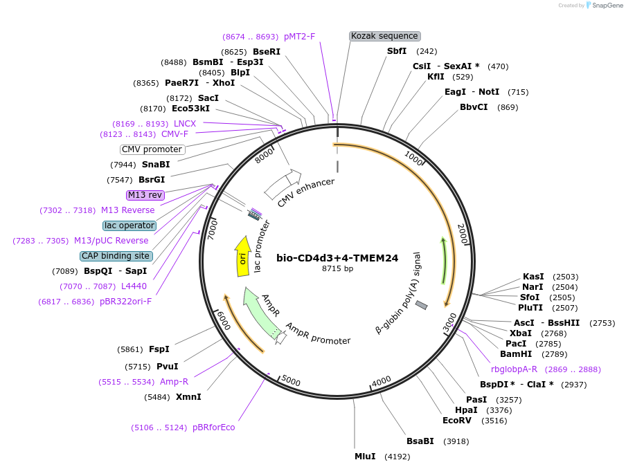 73092-plasmid-map-sequence-id-134722