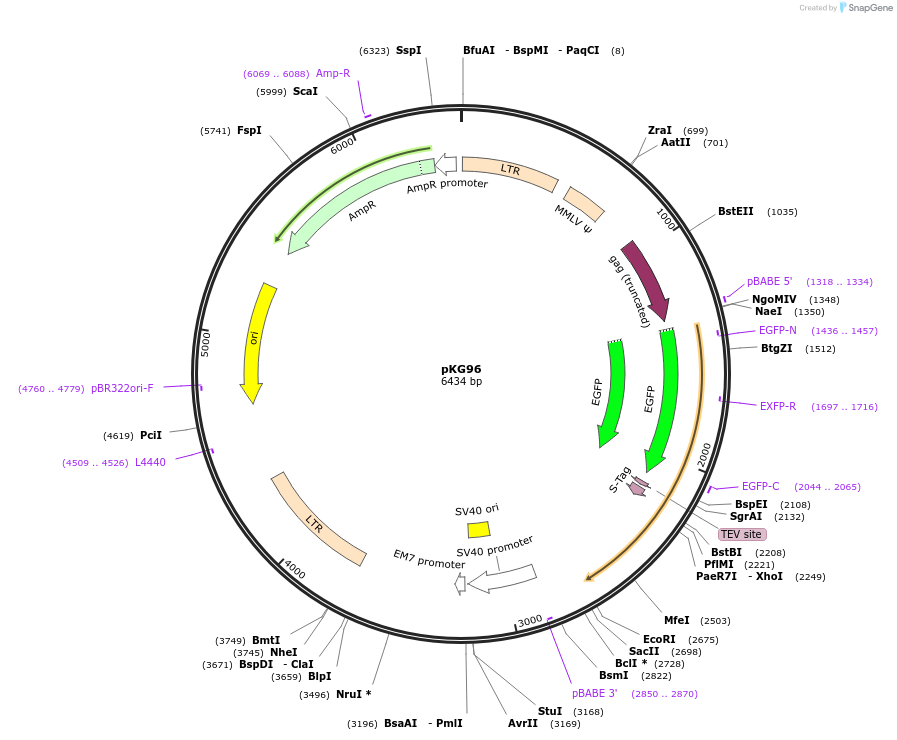 63072-plasmid-map-sequence-id-134723