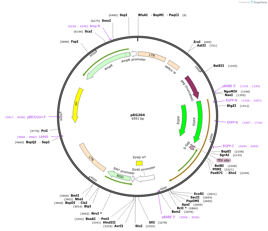 63078-plasmid-map-sequence-id-134726