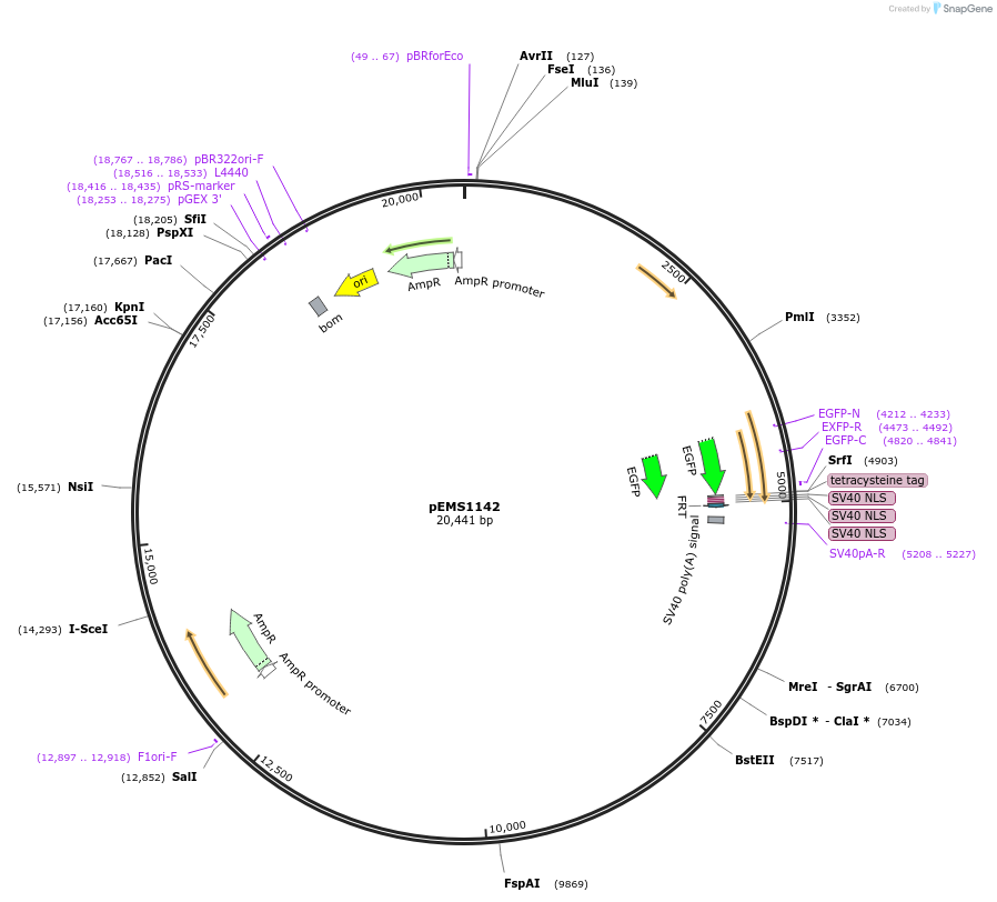 29058-plasmid-map-sequence-id-13473