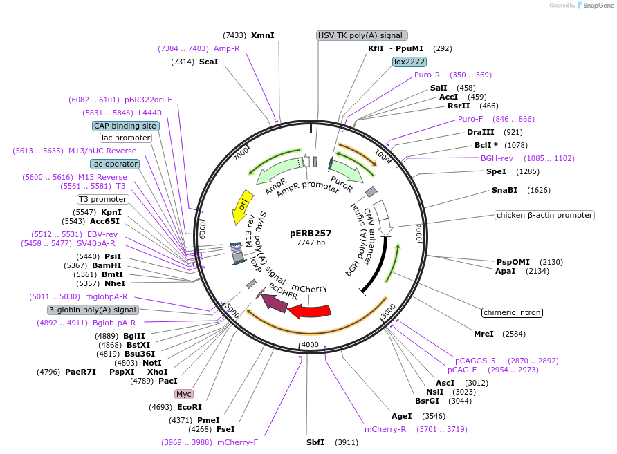 67761-plasmid-map-sequence-id-134730