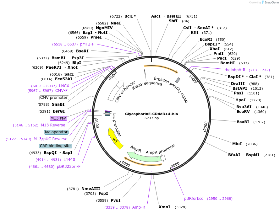 73095-plasmid-map-sequence-id-134735