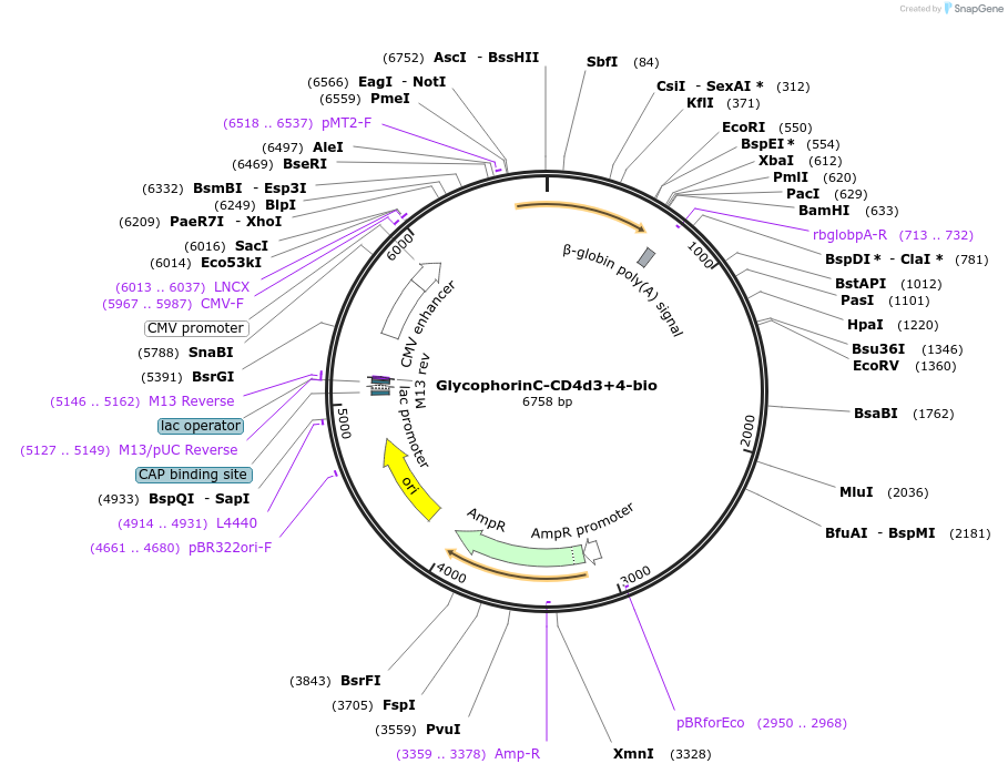 73096-plasmid-map-sequence-id-134736