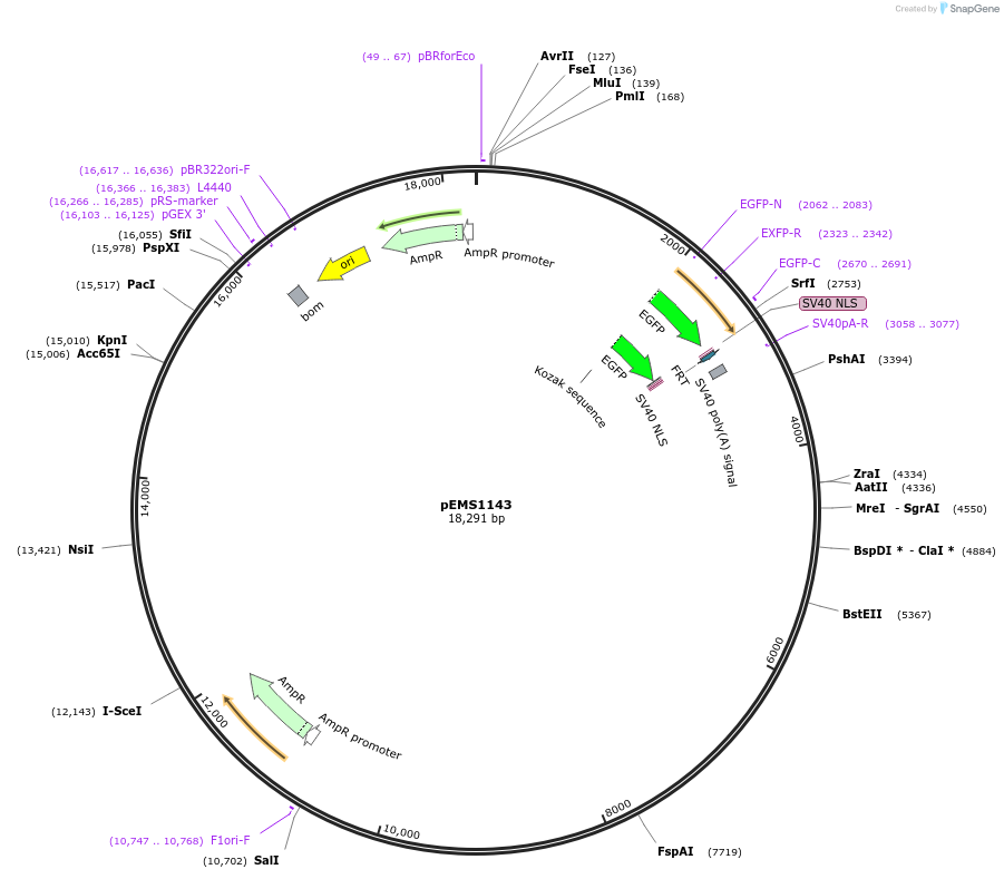 29059-plasmid-map-sequence-id-13474