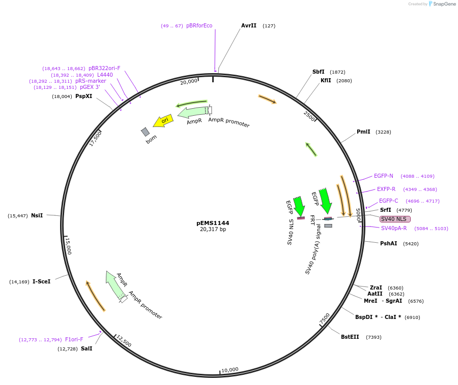 29060-plasmid-map-sequence-id-13475